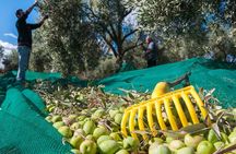 Private Agricultural Farm Tour & Leisure Time in Ancient Olympia