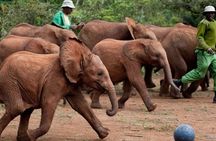 Giraffe Center, Elephant Orphanage and Nairobi National Park Day Tour Nairobi