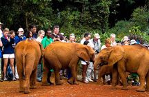 Giraffe Center, Elephant Orphanage and Nairobi National Park Day Tour Nairobi