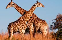 Nairobi National Park Tour