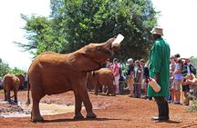 Nairobi Airport Layover : Tour Elephant Orphanage and Giraffe Center