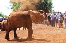 Nairobi Airport Layover : Tour Elephant Orphanage and Giraffe Center