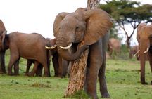 Elephants Orphanage Tour From Nairobi with Optional Giraffe Centre