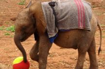 Elephants Orphanage Tour From Nairobi with Optional Giraffe Centre