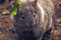 Walking with Wild Wombats Private Day Trip from Sydney