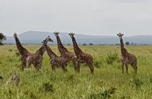 3 Days Nyerere NP [Selous GR] Game, Walking and Boat