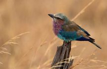 5-Day Private Safari Tour in Northern Tanzania