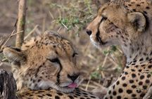 5-Day Private Safari Tour in Northern Tanzania