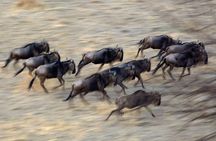 5-Day Private Safari Tour in Northern Tanzania