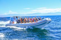 Jungle & River Zipline Tour – Choose Boat or Van Ride