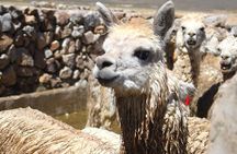 Tour Colca Canyon and Valley of the Volcanoes 3Days