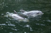 Premium Milford Sound Tour Including Cruise, Flight & Lunch