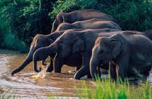 Wasgamuwa National Park Safari from Polonnaruwa