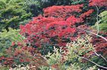 Minoh Waterfall and nature walk through the Minoh Park