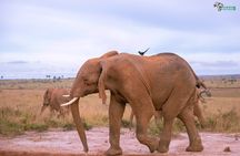 3 Days Wild Tour Queen Elizabeth National Park Safari Uganda