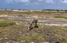 Donkey Sanctuary Tour with a Local Guide 