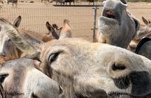 Donkey Sanctuary Tour with a Local Guide 