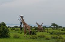 8 Days Safari to Mikumi NP, Ruaha NP and Nyerere NP + Isimila Stone Age Site