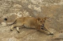 8 Days Safari to Mikumi NP, Ruaha NP and Nyerere NP + Isimila Stone Age Site