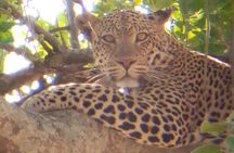 8 Days Safari to Mikumi NP, Ruaha NP and Nyerere NP + Isimila Stone Age Site