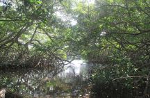 Private nature tour: Aruban mangrove forest & pristine coral reef