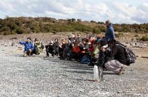 Penguin colony in Ushuaia