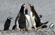 Penguin colony in Ushuaia
