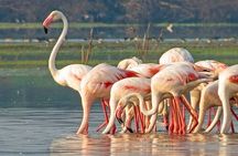 Bundala National Park Private Safari