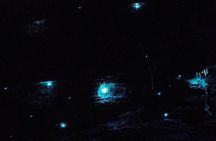 Blue Mountains Hiking Glow worms Cave Wildlife Spotlighting Night Adventure 