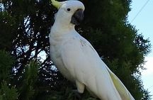 Sydney Parrots, a Unique Island and more