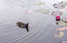 I LOV IT - Tivoli Park Tour