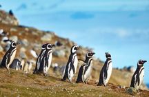 Navigation to South Fjords & Magdalena Island