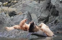 6 hour Covered Boat Whale Watching Tour