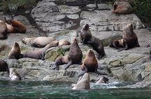 4 hour Covered Boat Whale and Wildlife Tour