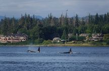4 hour Covered Boat Whale and Wildlife Tour