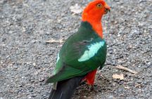 Sydney Parrots, a Unique Island and more