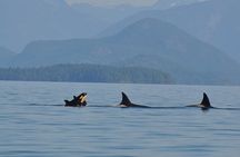 6 hour Covered Boat Whale Watching Tour