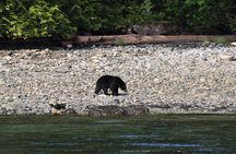 6 hour Covered Boat Whale Watching Tour