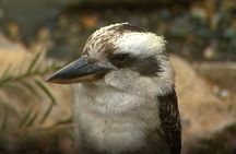 Sydney Parrots, a Unique Island and more