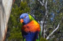 Sydney Parrots, a Unique Island and more