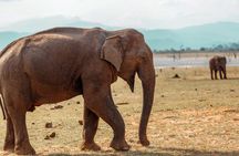 Udawalawe National Park Safari from Hambantota Seaport