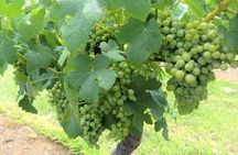 Hunter Valley wine and cheese starting from the Hunter region