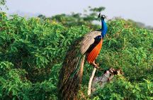 Yala National Park Safari from Dikwella