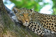 Yala National Park Safari from Dikwella
