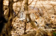 Yala National Park Safari from Hambantota Seaport