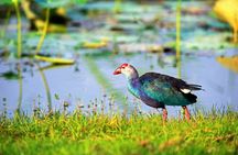 Birdwatching in Bundala National Park from Tissamaharama