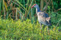 Birdwatching in Bundala National Park from Tissamaharama