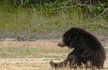 Yala National Park Safari from Weligama