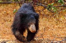 Yala National Park Safari from Weligama