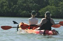 Nauti Exposures - Guided kayak tour through the Mangroves 
